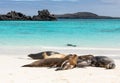 Group of Galapagos Sea Lions are shore with water and blue sky in background Royalty Free Stock Photo
