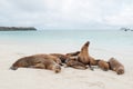 Group of Galapagos sea lions sleeping on a beach Royalty Free Stock Photo