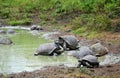 A pair of mating tortoises in the Galapagos Islands. Royalty Free Stock Photo