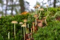 Group of Galerina paludosa mushrooms growing in the forest