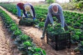 Group of gardeners in face masks picking harvest