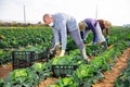 Group of gardeners in face masks picking harvest