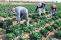 Group of gardeners in face masks picking harvest