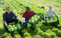 Group of gardeners holding crates with fresh cabbage