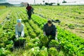Group of gardeners picking fresh cabbage in sunny garden