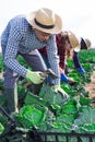 Group of gardeners picking harvest of fresh cabbage