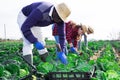 Group of gardeners picking harvest of fresh cabbage