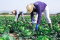 Group of gardeners picking harvest of fresh cabbage