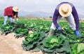 Group of gardeners picking harvest of fresh cabbage