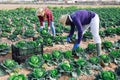 Group of gardeners picking harvest of fresh cabbage