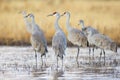 Group gathering of sandhill cranes