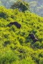 Group of Gaur (Bos gaurus laosiensis)