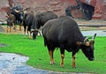 A group of Gaur in rain Royalty Free Stock Photo