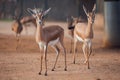 Group of gazelles walking in zoo Royalty Free Stock Photo