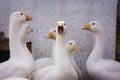 Group of geese in the barnyard Royalty Free Stock Photo