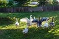 Group of geese and ducks spreading wings quacking near the small pond on summer sunny day. Hunting  and farming birds Royalty Free Stock Photo