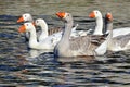 Group of geese Royalty Free Stock Photo