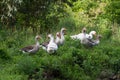 Group of geese loose in pasture Royalty Free Stock Photo