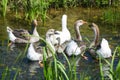Group of geese in marshy pond Royalty Free Stock Photo