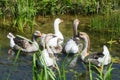 Group of geese in pond Royalty Free Stock Photo