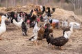 Group of geese, roosters and hens walking around yard and garden