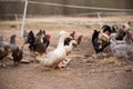 Group of geese, roosters and hens walking around yard and garden