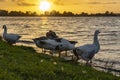 A group of geese is standing on the waterfront of lake Zoetermeerse plas during the setting sun