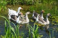 Group of geese in swamp Royalty Free Stock Photo