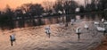 A group of geese swimming in a lake. Nature. Royalty Free Stock Photo