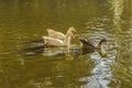 Group of Geese Swimming at Lake Royalty Free Stock Photo