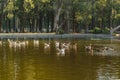 Group of Geese Swimming at Lake Royalty Free Stock Photo