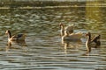 Group of Geese Swimming at Lake Royalty Free Stock Photo