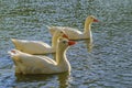 Group of Geese Swimming at Lake Royalty Free Stock Photo