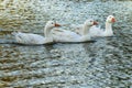 Group of Geese Swimming at Lake Royalty Free Stock Photo