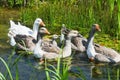 Group of geese swimming in swamp Royalty Free Stock Photo