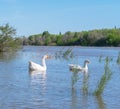 A group of geese walking through the forest by the river. White goose leader male spring summer outdoor recreation. Pets