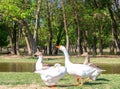 A group of geese walking through the forest by the river. White goose leader male spring summer outdoor recreation. Pets