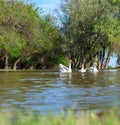 A group of geese walking through the forest by the river. White goose leader male spring summer outdoor recreation. Pets