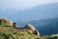 Group of Gelada Monkeys in the Simien Mountains, Ethiopia Royalty Free Stock Photo