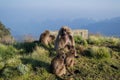 Group of Gelada Monkeys in the Simien Mountains, Ethiopia Royalty Free Stock Photo