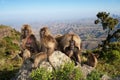 Group of Gelada monkeys sitting on rocks