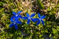 Group of Gentiana utriculosa flowers in mountains Royalty Free Stock Photo