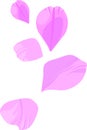 Group of gentle pink flower petals of different shapes