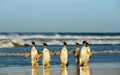 Group of Gentoo penguins coming from Atlantic ocean Royalty Free Stock Photo