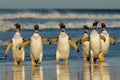 Group of Gentoo penguins coming back from sea Royalty Free Stock Photo