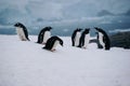 group of Gentoo penguins at Petermann Island,