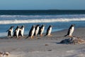 Group of Gentoo Penguins (Pygoscelis papua) on the beach Royalty Free Stock Photo