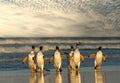 Group of Gentoo penguins on a sandy beach at sunset Royalty Free Stock Photo