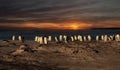 A group of gentoo penguins on a sandy beach at sunset Royalty Free Stock Photo