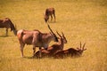 Group of giant eland antelopes resting in a field. Royalty Free Stock Photo